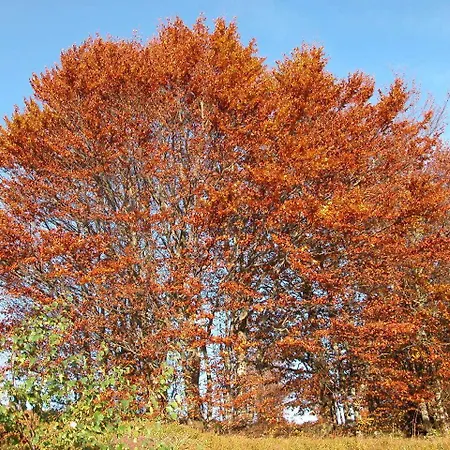 Restaurant Wolf Hotel Markstein