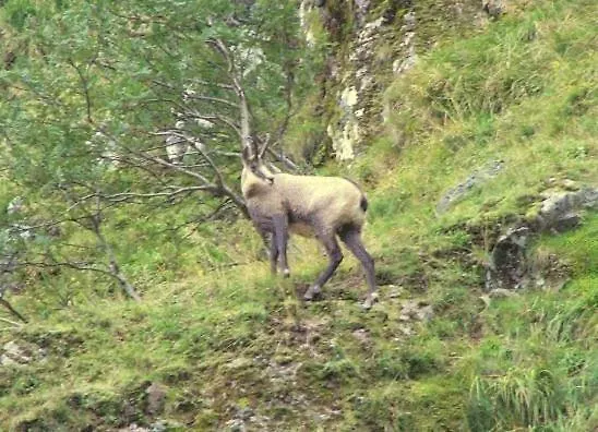 Restaurant Wolf 3* Markstein