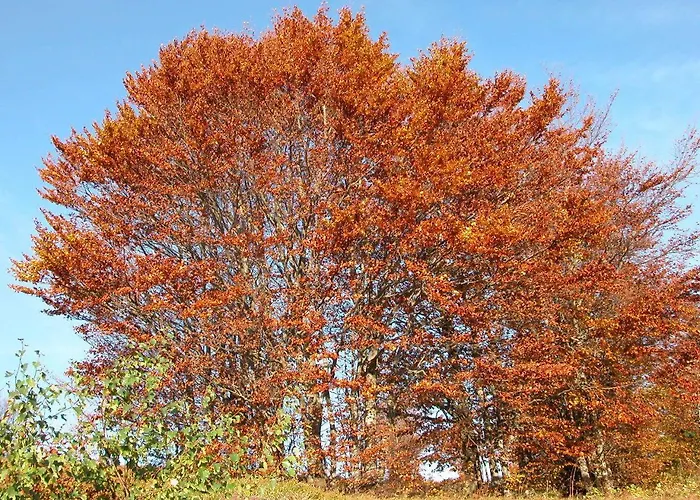 Restaurant Wolf Hotel Markstein