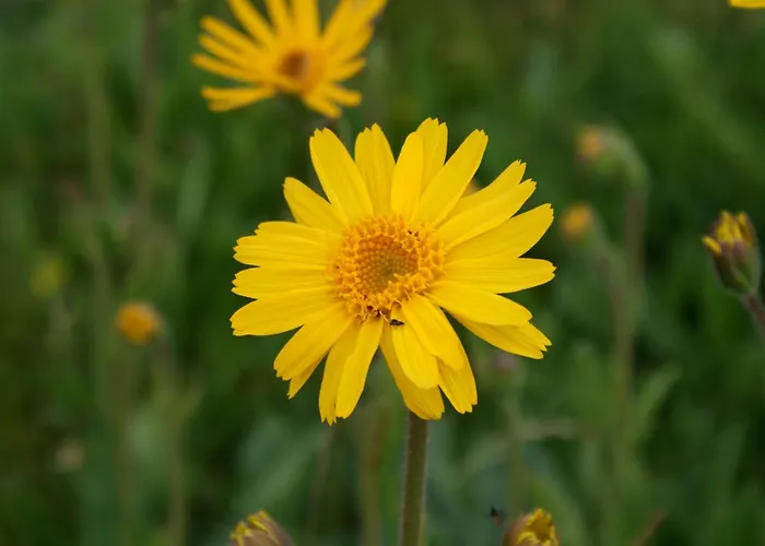 Hotel Restaurant Wolf